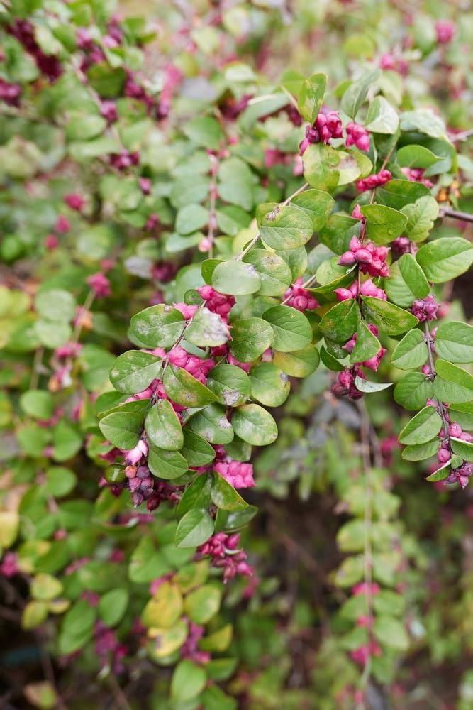Amazon.com : 30 Coralberry Bush Seeds for Planting - Indian